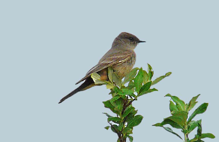 Say's Phoebe, Paxson, Alaska, June 2012