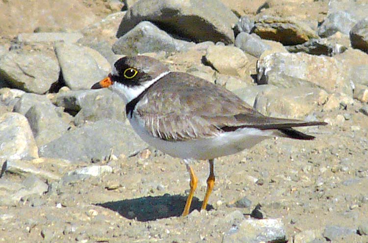 Semipalmated Plover, Alaska, July 2012