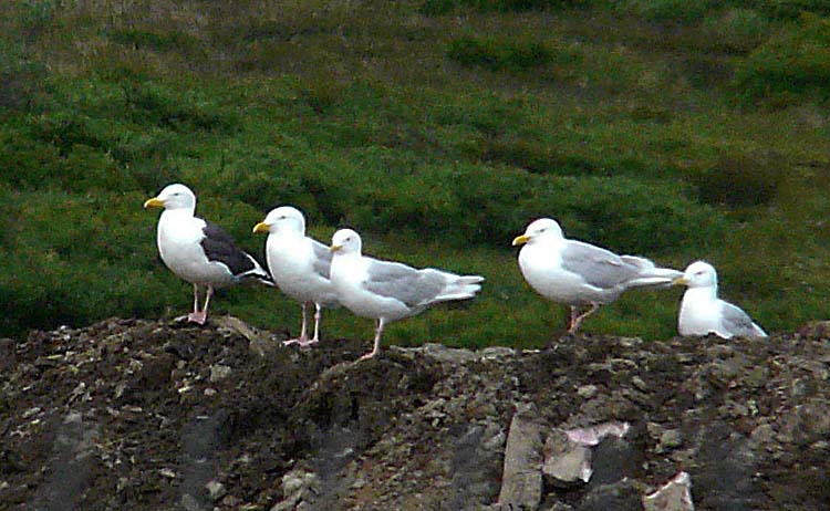 Adult Slaty-backed Gull, with Glaucous Gulls, Nome, Alaska, June 2012