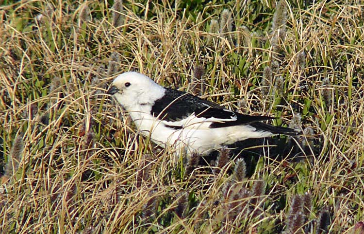 Snow Bunting, Barrow, Alaska, June 2012