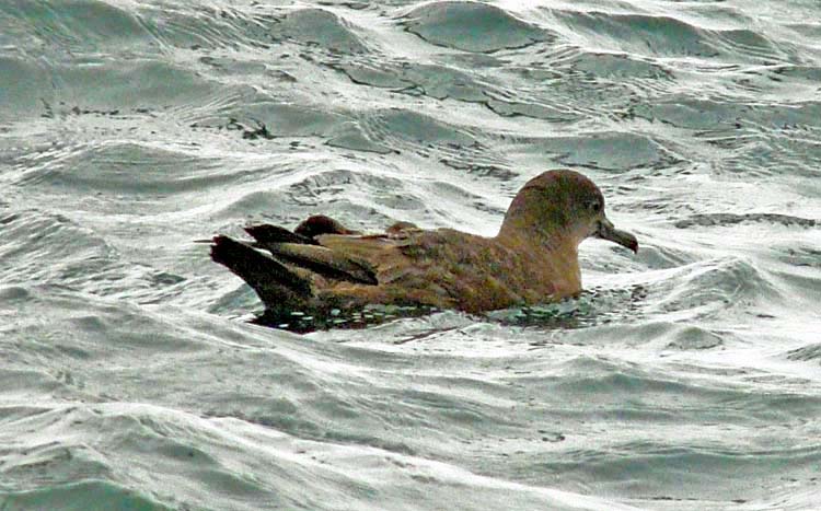 Sooty Shearwater, Seward, Alaska, June 2012