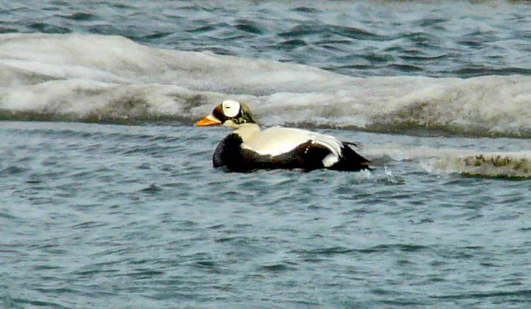 Spectacled Eider, Barrow, Alaska, June 2012