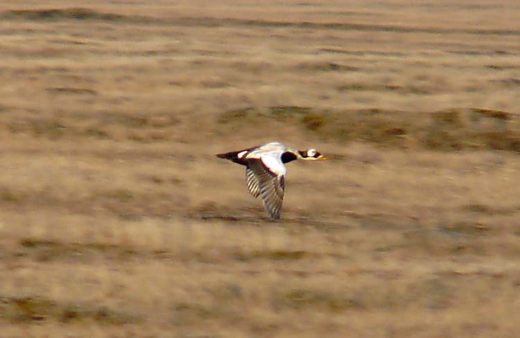 Spectacled Eider, Barrow, Alaska, June 2012