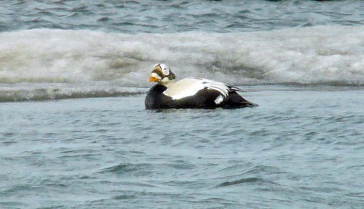 Spectacled Eider, Barrow, Alaska, June 2012