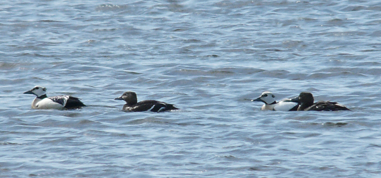 Steller's Eiders, Barrow, Alaska, June 2012