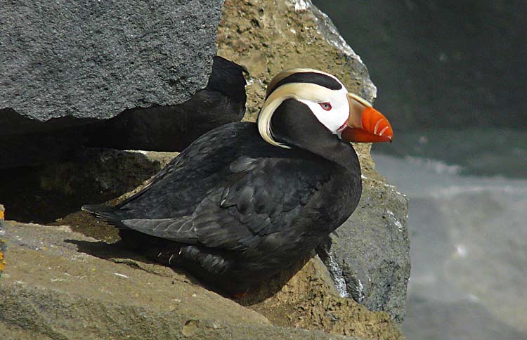 Tufted Puffin, St Paul, Pribilof Islands, Alaska, July 2012