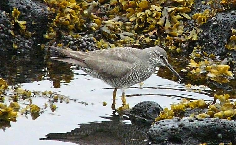 Wandering Tattler, St Paul, Pribilofs, Alaska, July 2012