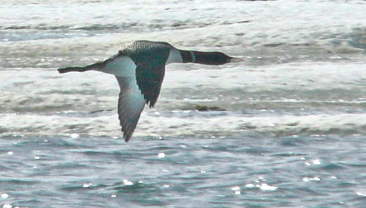 White-billed Diver, Alaska, June 2012