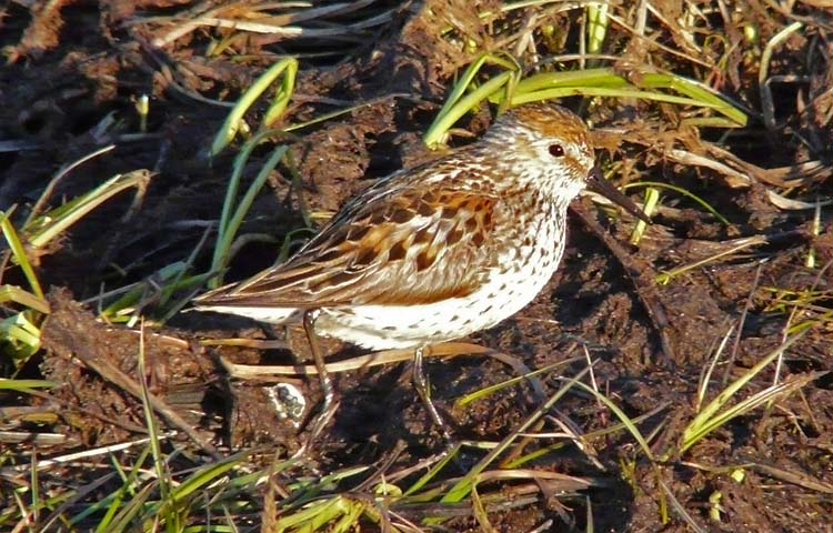 Western Sandpiper, Alaska, June 2012