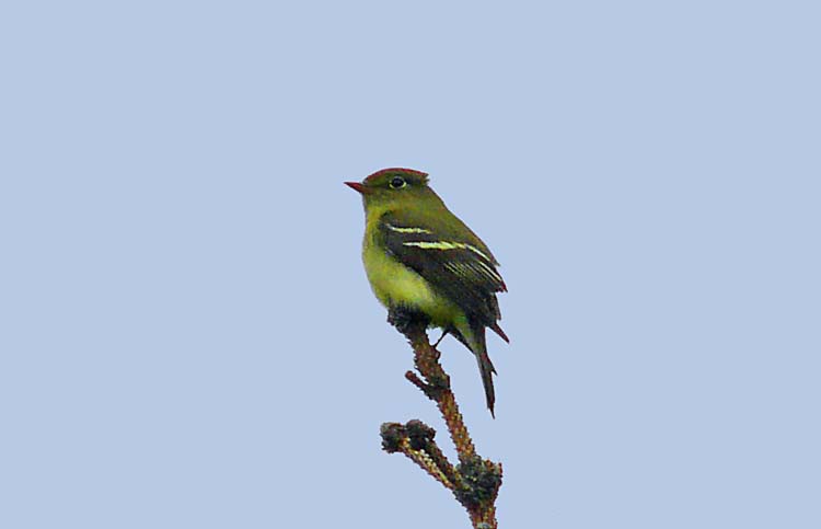 Yellow-belied Flycatcher, Denali Highway, Alaska, June 2012