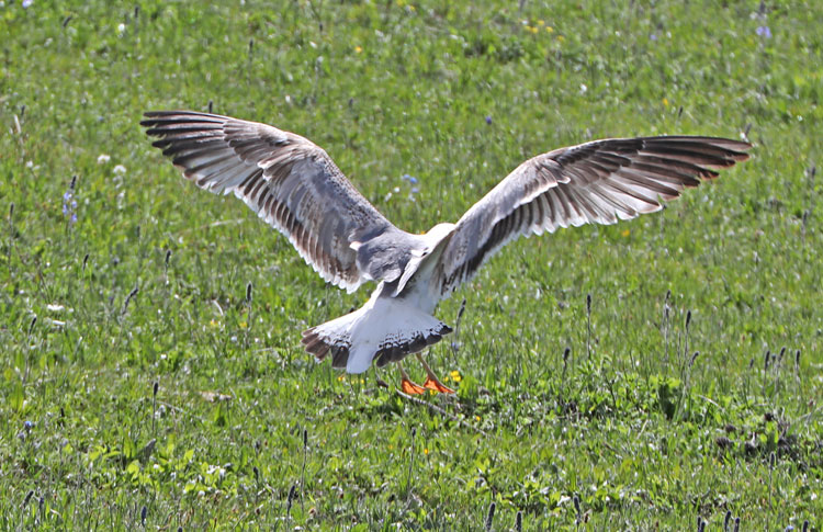 Armenian Gull, 2S, mountains above Lake Sevan, May 2018