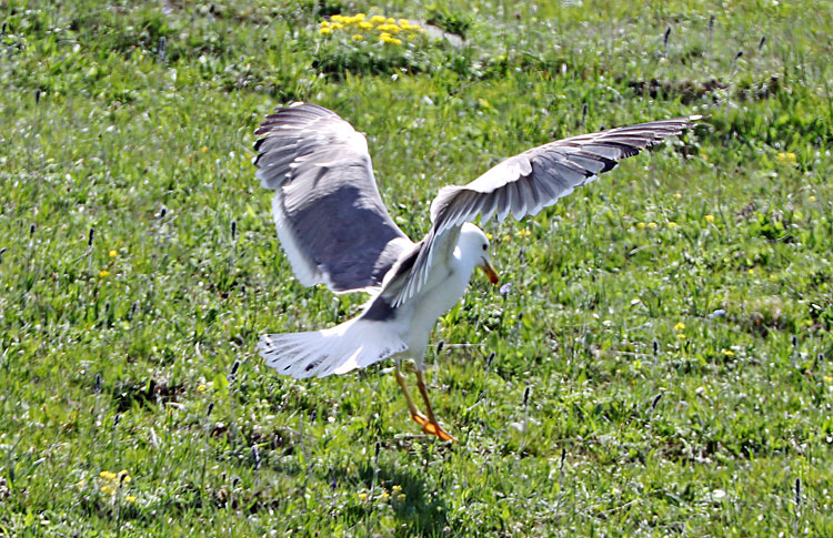 Armenian Gull, 3S, mountains above Lake Sevan, May 2018