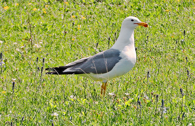 Armenian Gull on mountain slopes above Lake Sevan, May 2018