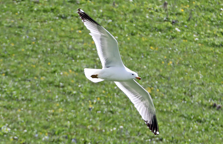 Armenian Gull, mountains above Lake Sevan, May 2018