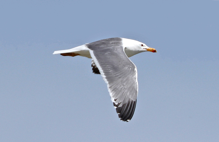 Armenian Gull, Lake Sevan, May 2018