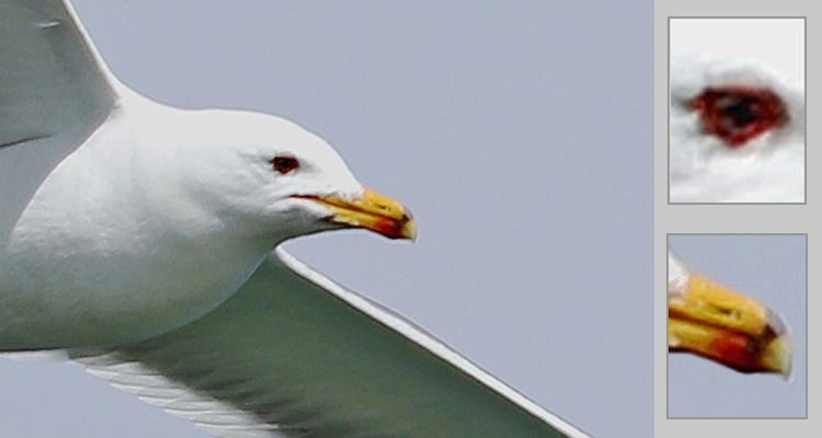 Armenian Gull (iris and bill pattern), Lake Sevan, May 2018