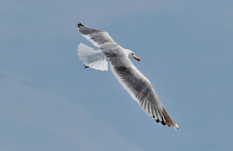 Armenian Gull, Lake Sevan, May 2018