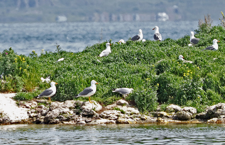 Armenian Gull breeding island, Lake Sevan, May 2018