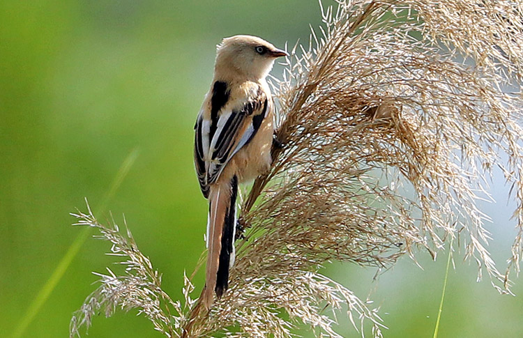 Bearded Reedling, Armash, Armenia, May 2018