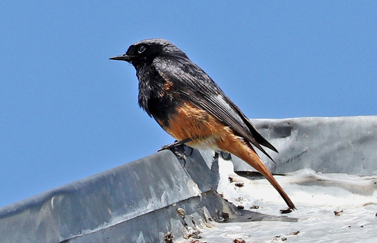 Black Redstart, Armenia, May 2018