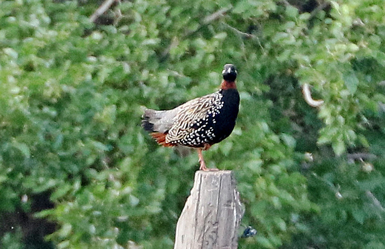 Black Francolin, Iran - Armenia border, May 2018