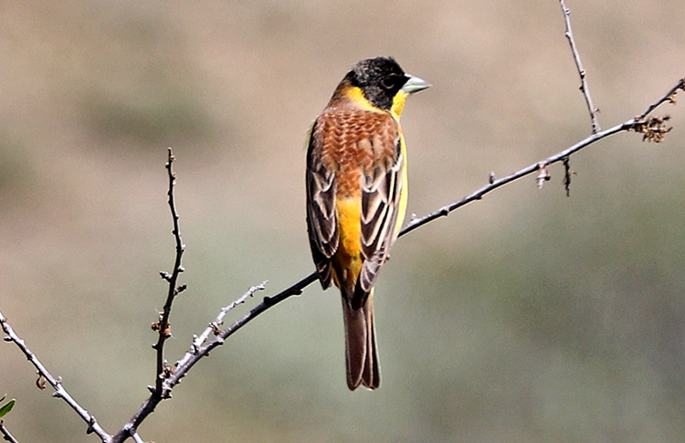 Black-headed Bunting, Armenia, May 2018