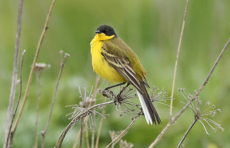 Black-headed Wagtail, Sisian, Armenia, May 2018