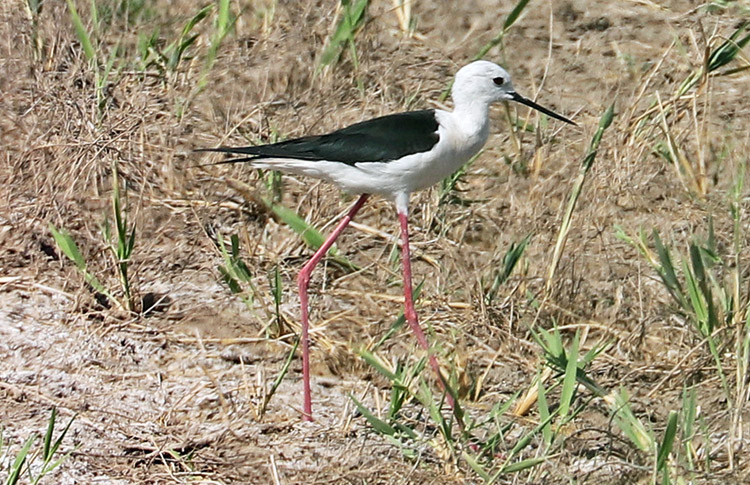 Black-winged Stilt, Armash, Armenia, May 2018