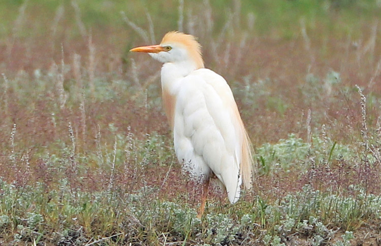 Western Cattle Egret, Lichk,  Armenia , May 2018