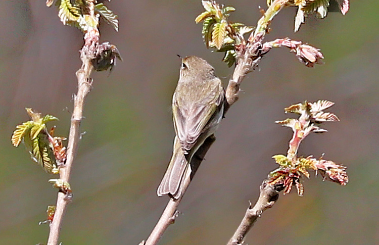 Chiffchaff (caucasicus or menzbieri), Dilijan, Armenia, May 2018, Alan Dean