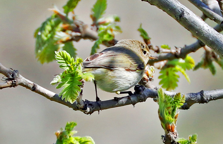 Chiffchaff (caucasicus or menzbieri), Dilijan, Armenia, May 2018, Alan Dean