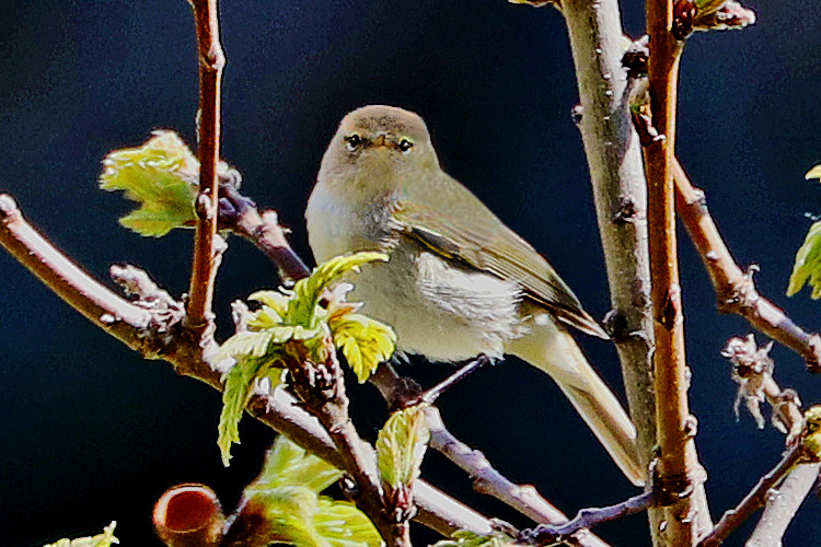 Chiffchaff (caucasicus or menzbieri), Dilijan, Armenia, May 2018, Alan Dean