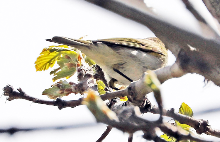 Chiffchaff (caucasicus or menzbieri), Dilijan, Armenia, May 2018, Alan Dean