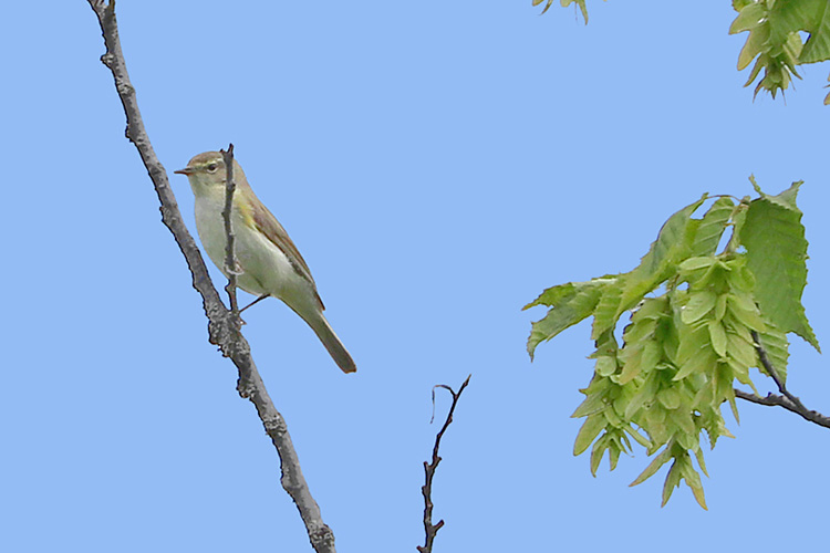 Chiffchaff (menzberi or caucasicus), Vorotan Valley near Goris, Armenia, May 2018. Alan Dean