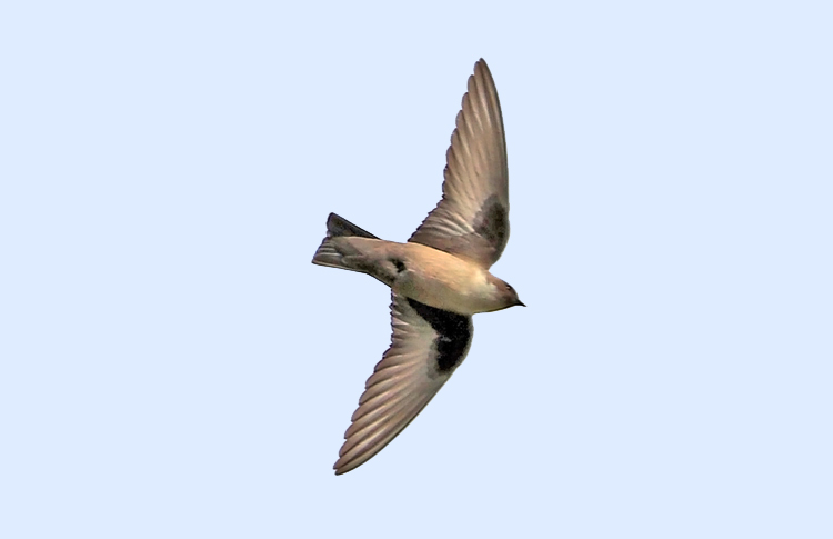 Eurasian Crag Martin. Vedi, Armenia, May 2018