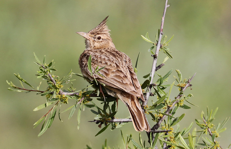 Crested Lark, Vedi,  Armenia, May 2018