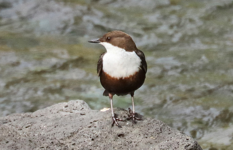 Dipper, Armenia, May 2018
