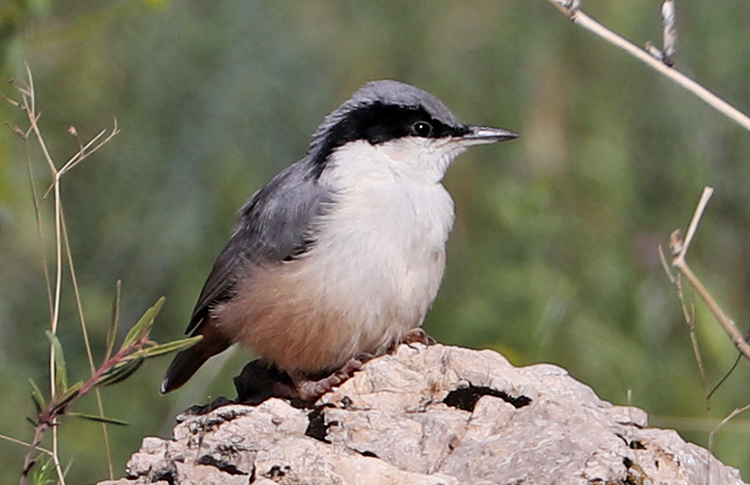 Rock Nuthatch, Armenia, May 2018