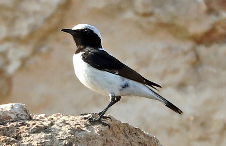Finsch's Wheatear, Armash Hills, Armenia, May 2018