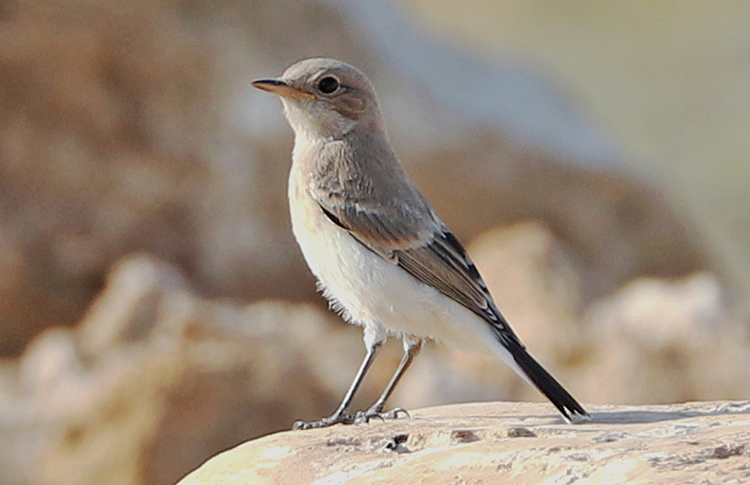 Finsch's Wheatear, Armash Hills, Armenia, May 2018