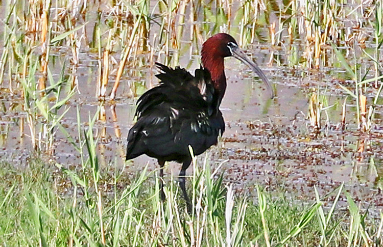 Glossy Ibis, Armash,  Armenia , May 2018