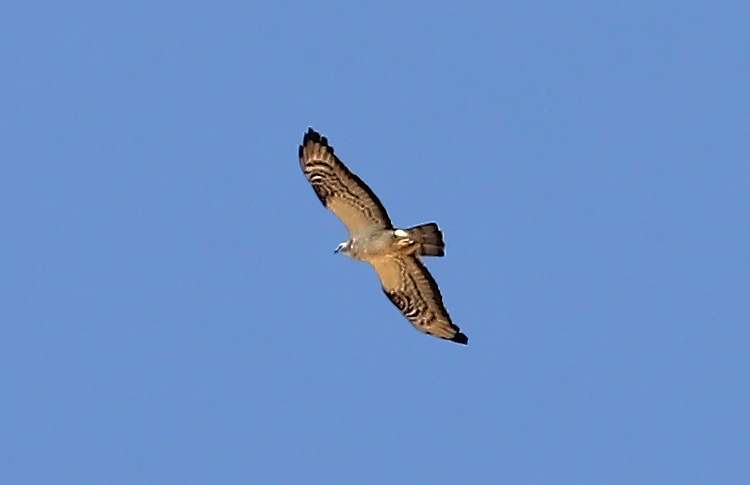 European Honey-Buzzard, Vedi, Armenia,  May 2018