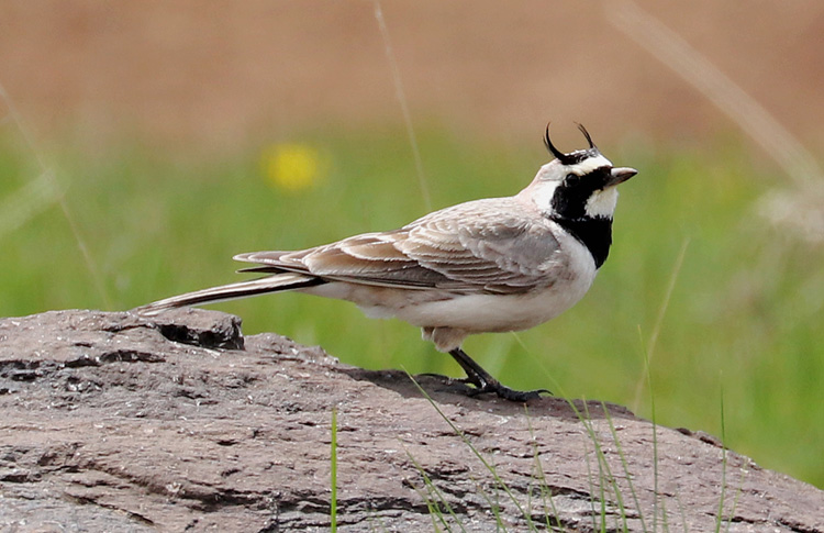 Caucasian Horned Lark, Mount Agarats, Armenia, May 2018