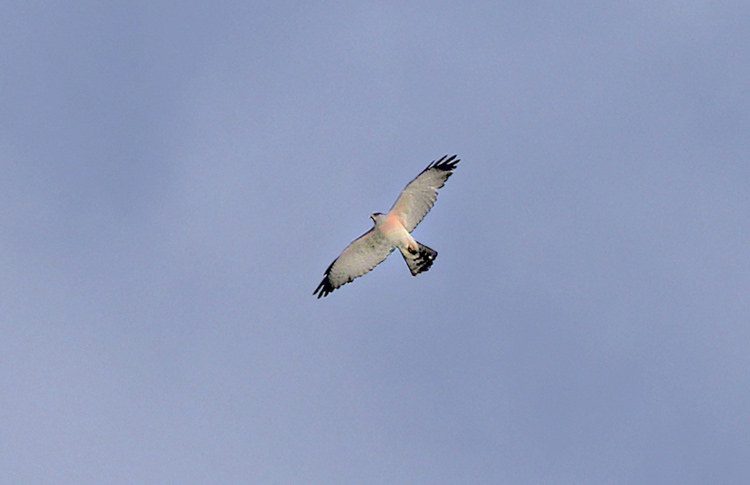 Levant Sparrowhawk, Meghri, Armenia,  May 2018