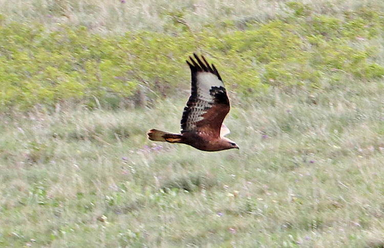 Long-legged Buzzard, Pamnbak, Armenia, May 2018