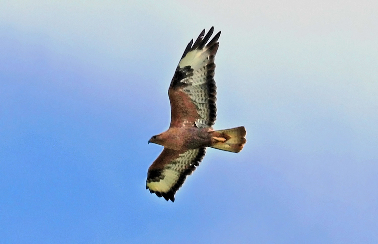 Long-legged Buzzard, Pamnbak, Armenia, May 2018