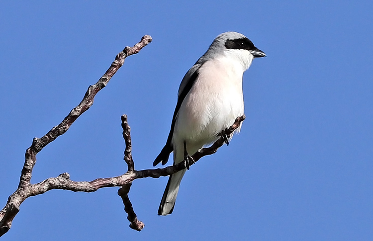 Lesser Grey Shrike, Vedi, Armenia, May 2018