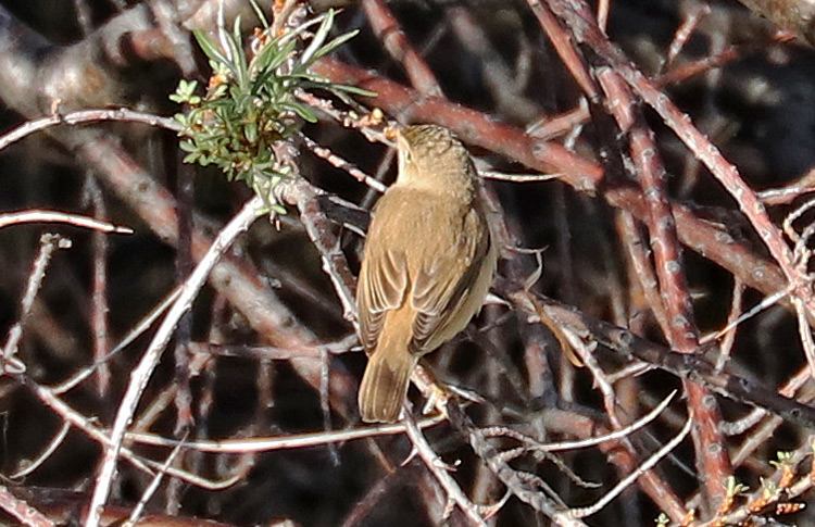 Marsh Warbler, Babajan, Armenia, May 2018