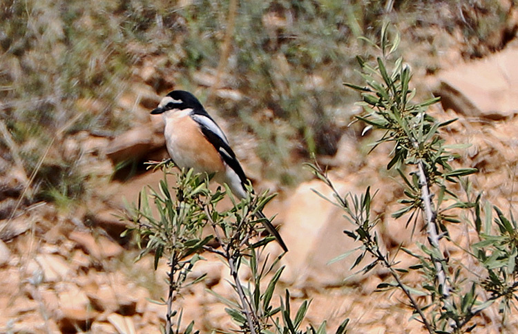 Masked Shrike, Vedi, Armenia, May 2018