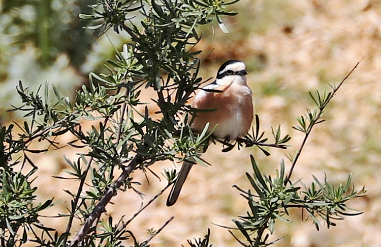 Masked Shrike, Vedi, Armenia, May 2018